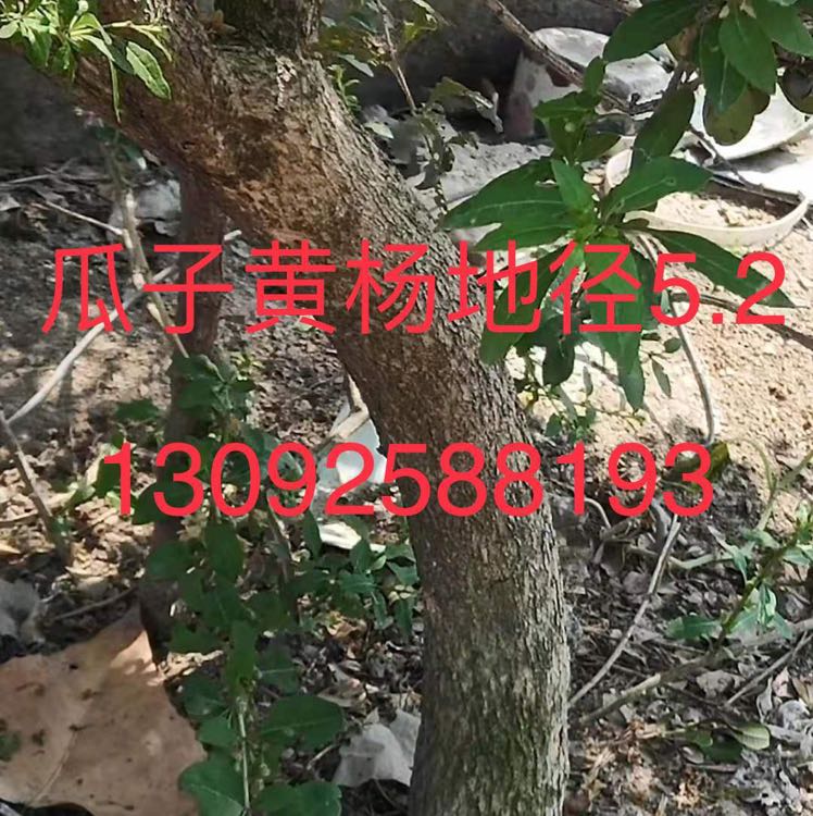 瓜子黄杨图片