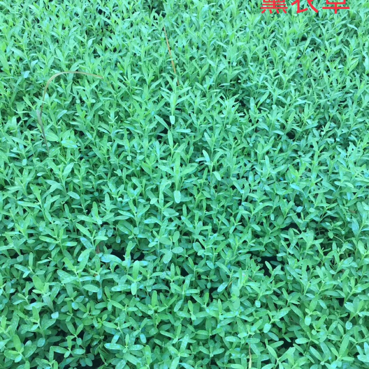 薰衣草图片