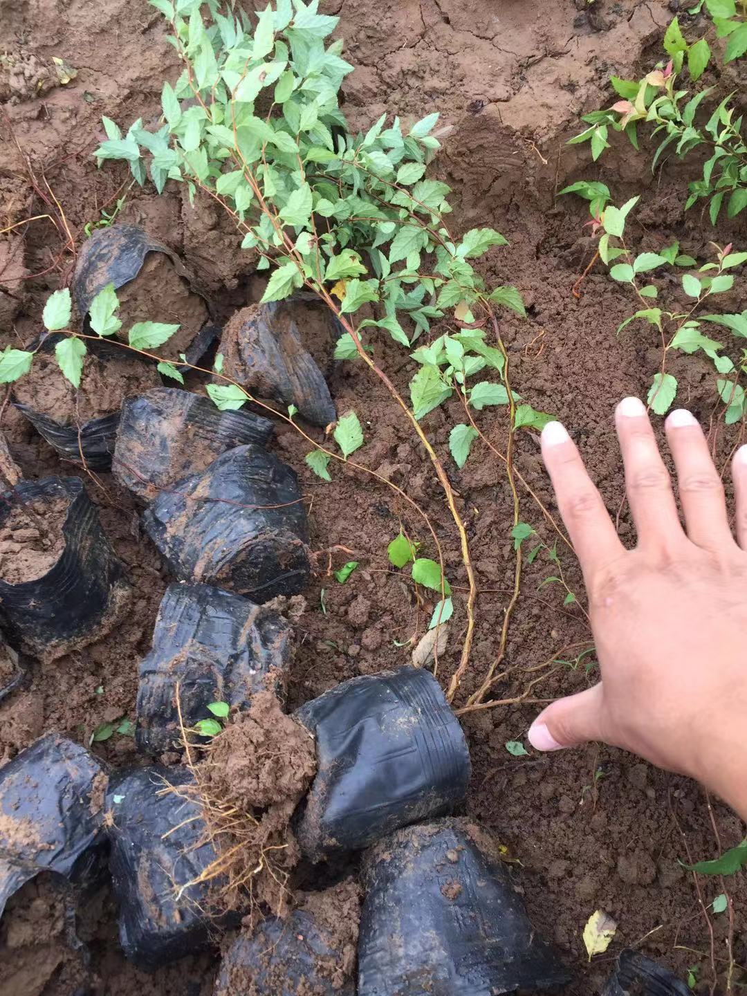 粉花绣线菊图片