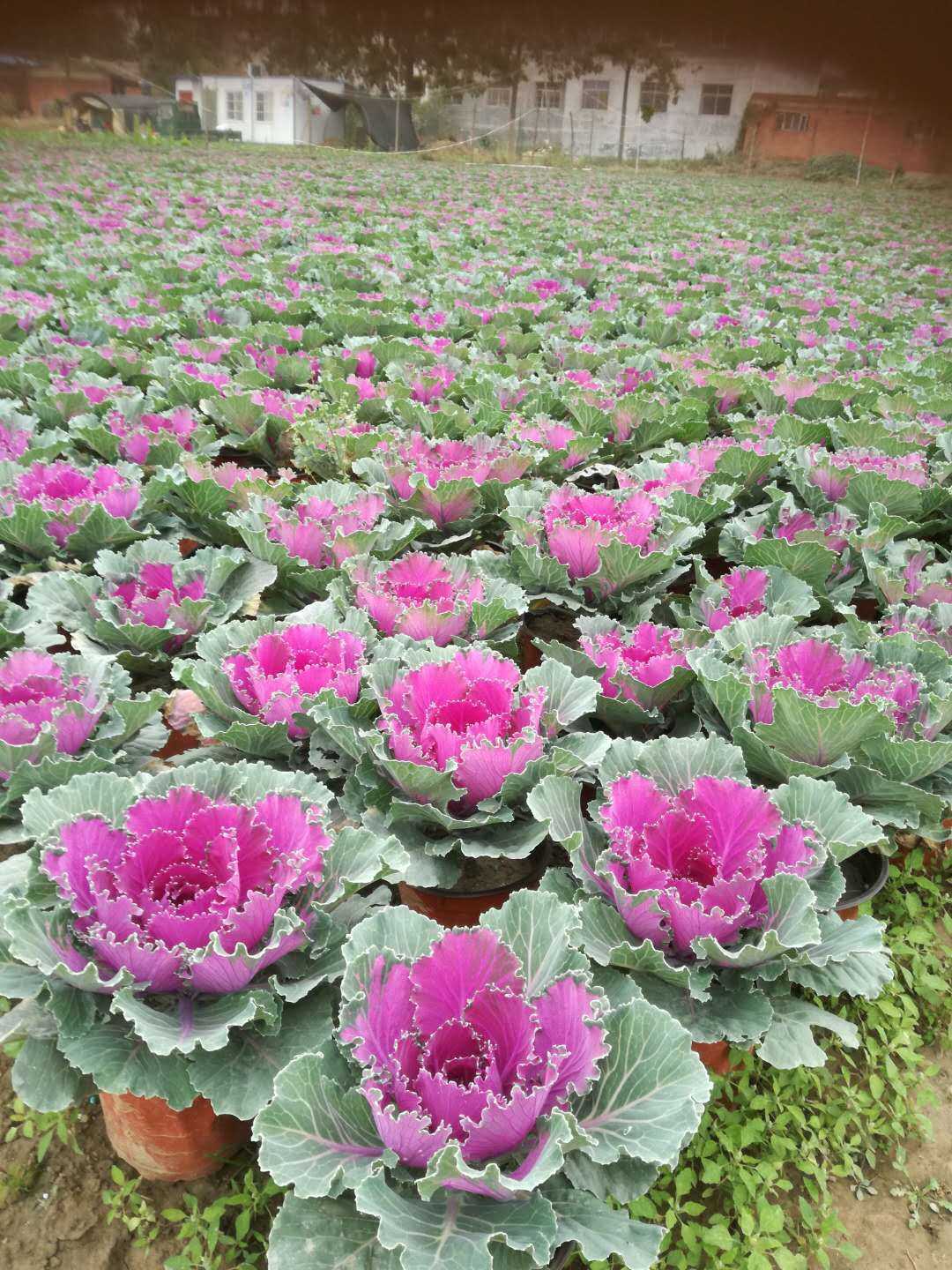 郑州草花销售图片