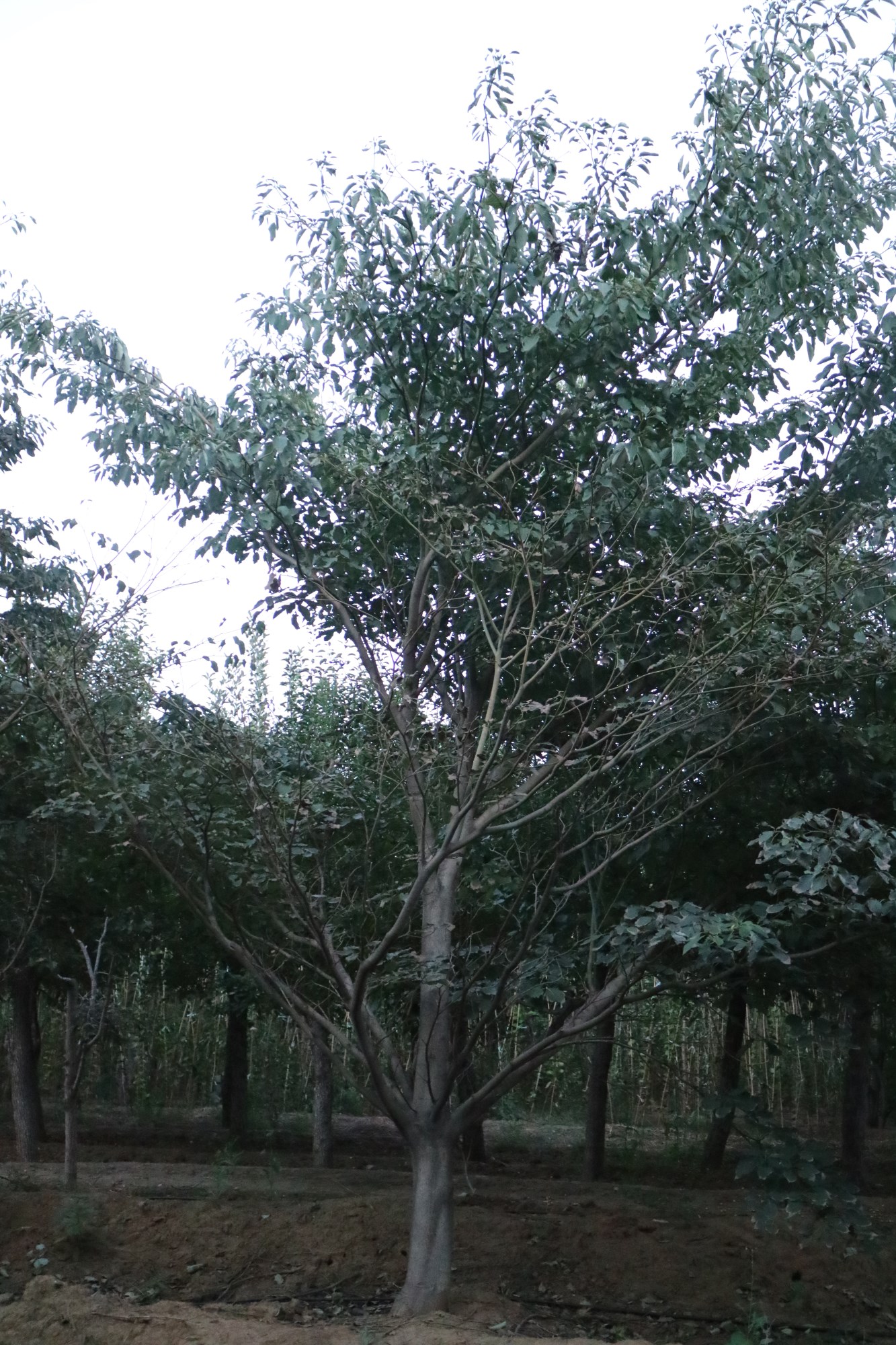 灯台树图片