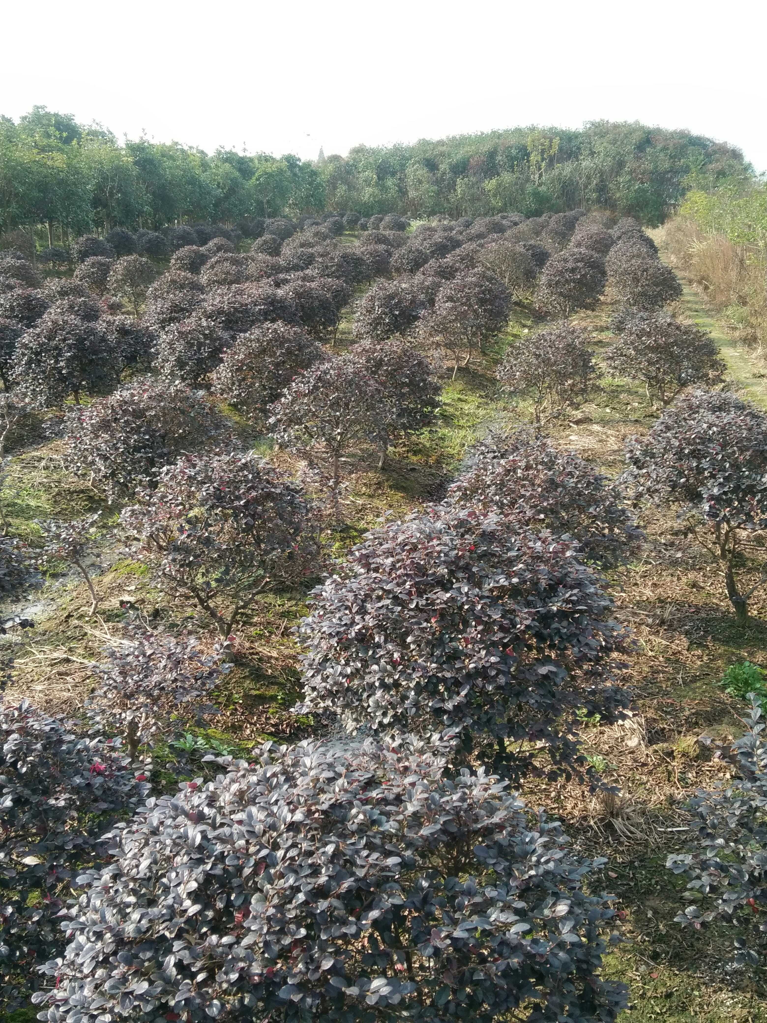 红花檵木图片