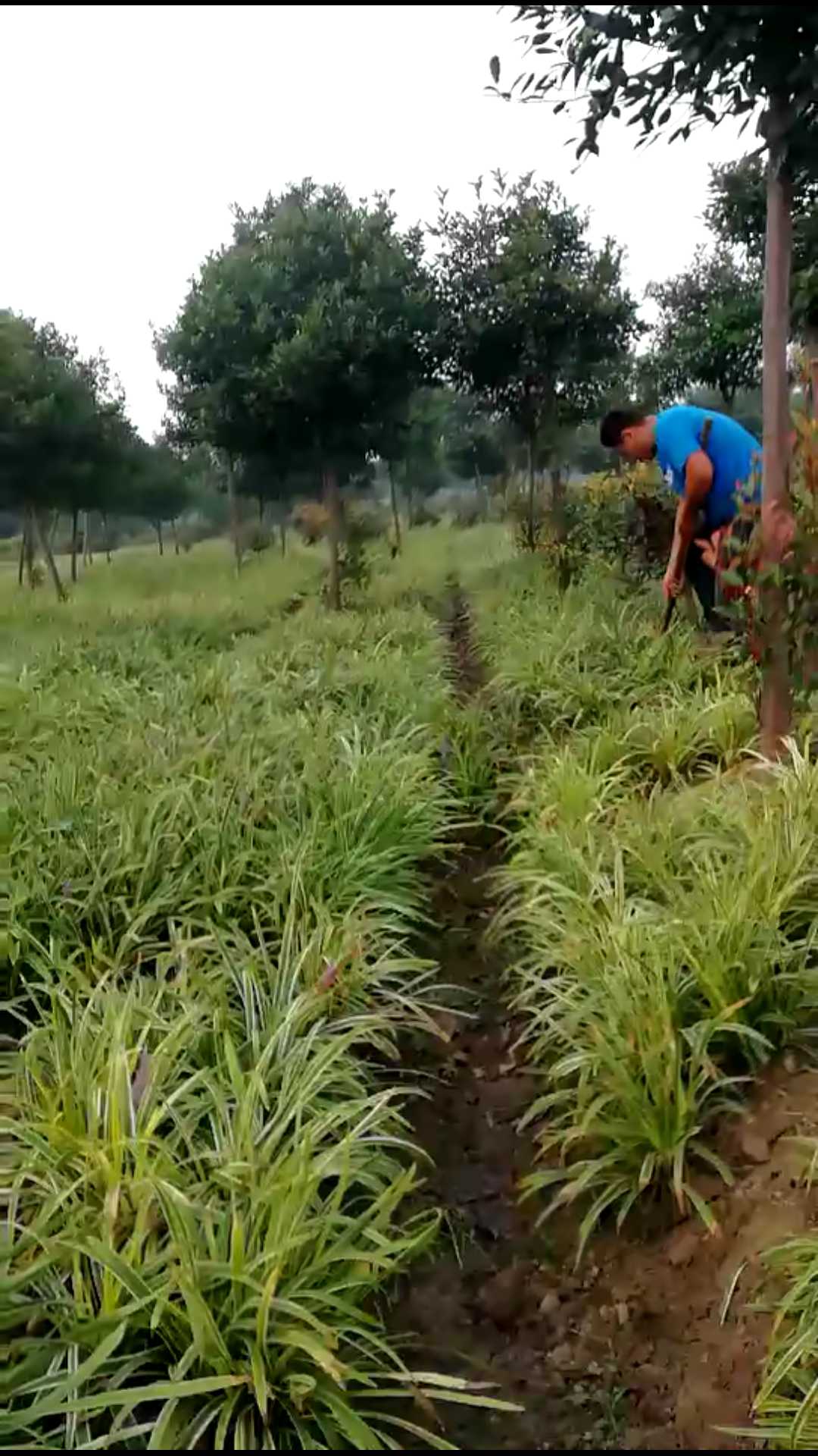 金边麦冬图片