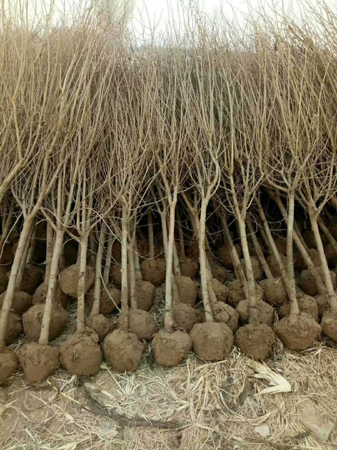 花石榴图片