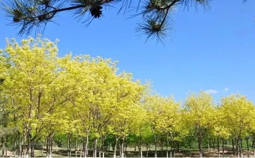 目前苗木市场彩叶乔木的数量还不多，未来这样的彩叶苗木更有发展前景！