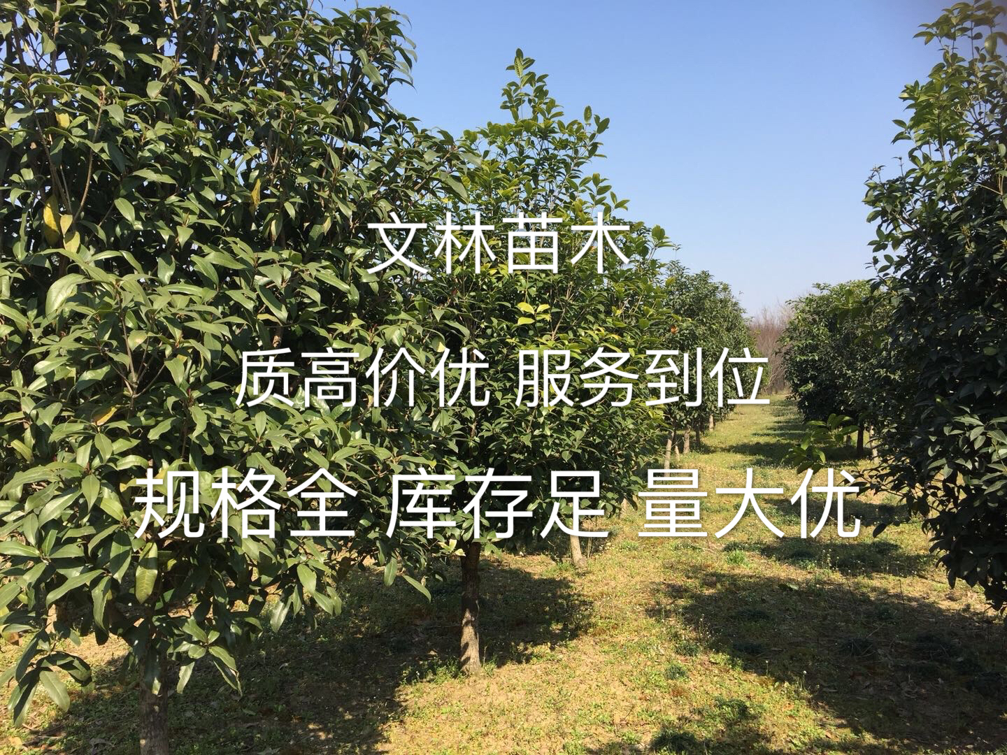 嫁接银杏图片