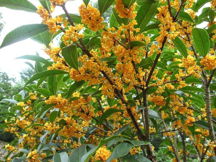 桂花图片