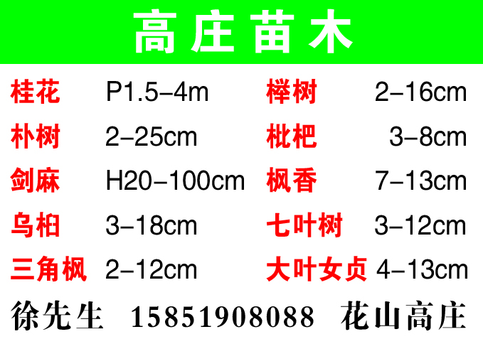 高庄苗木图片