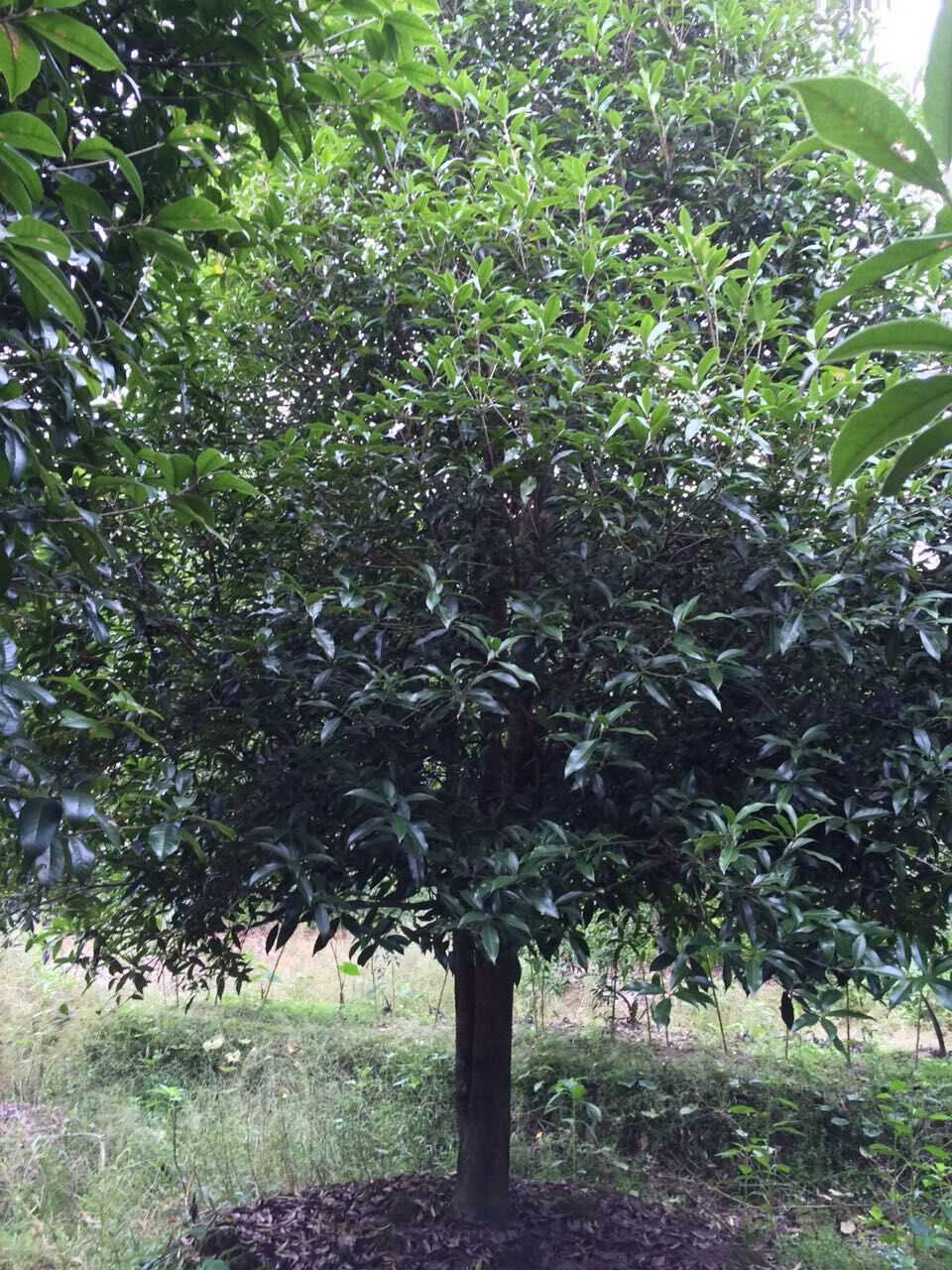 桂花图片