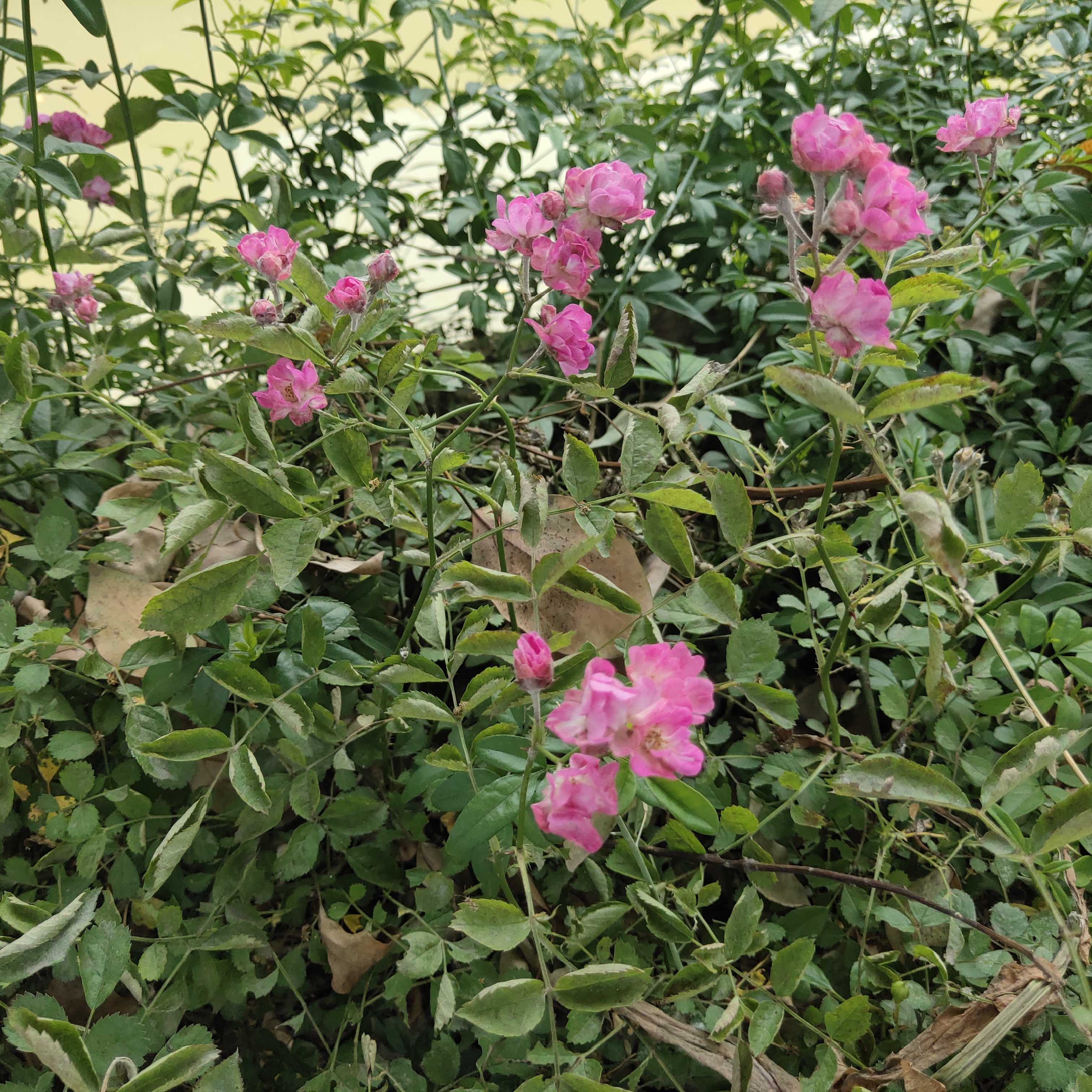 丰花月季图片