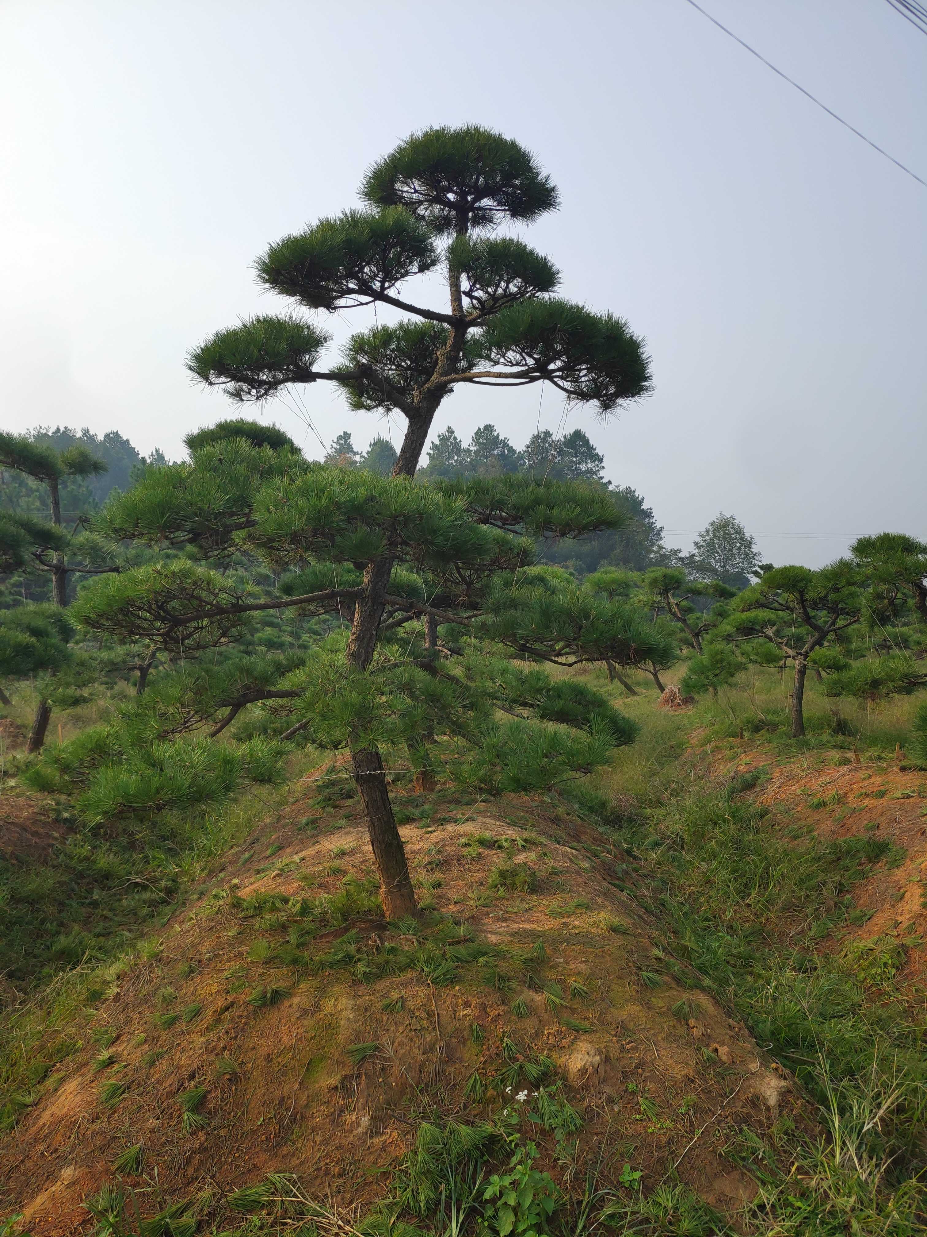 宜景苗圃图片