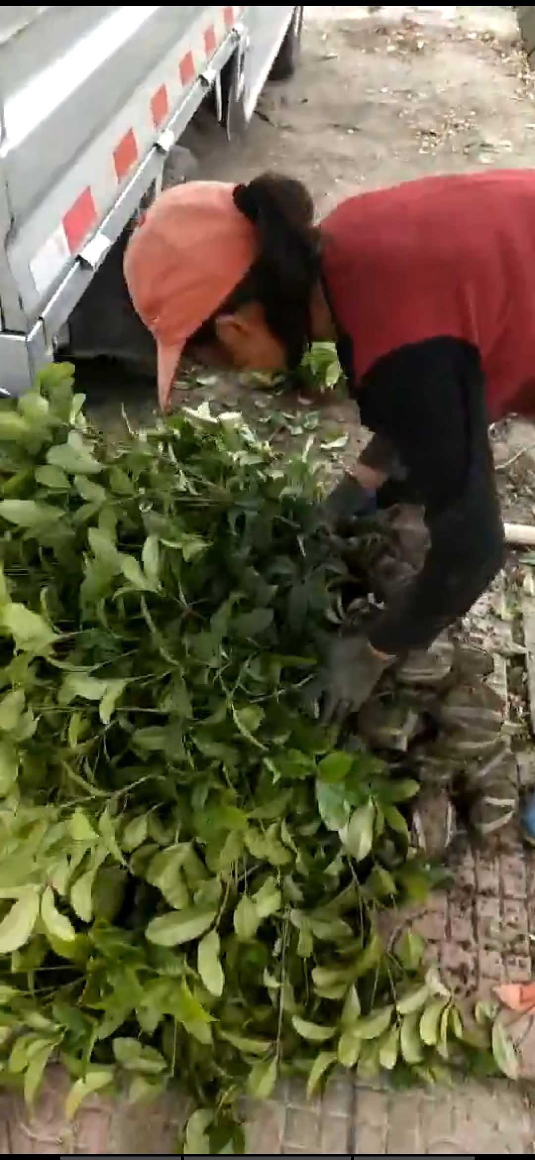 四季桂图片