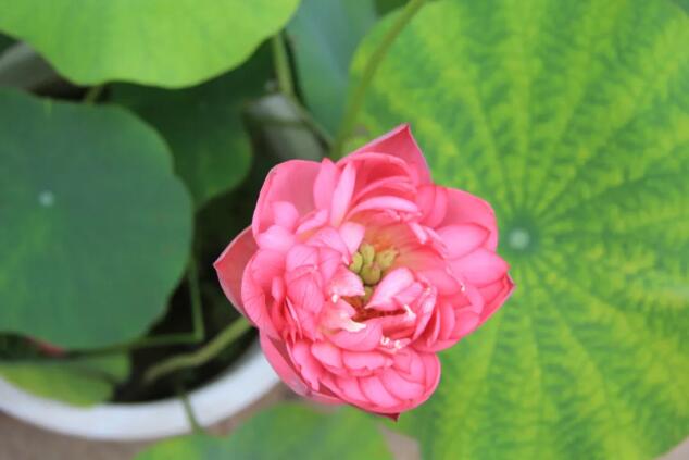 关于荷花繁殖养护的20个疑问与解答