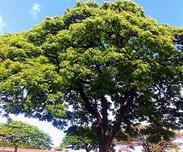 如何培养培育出符合市场发展的冠形优美、根系发达、干形健壮的苗木？