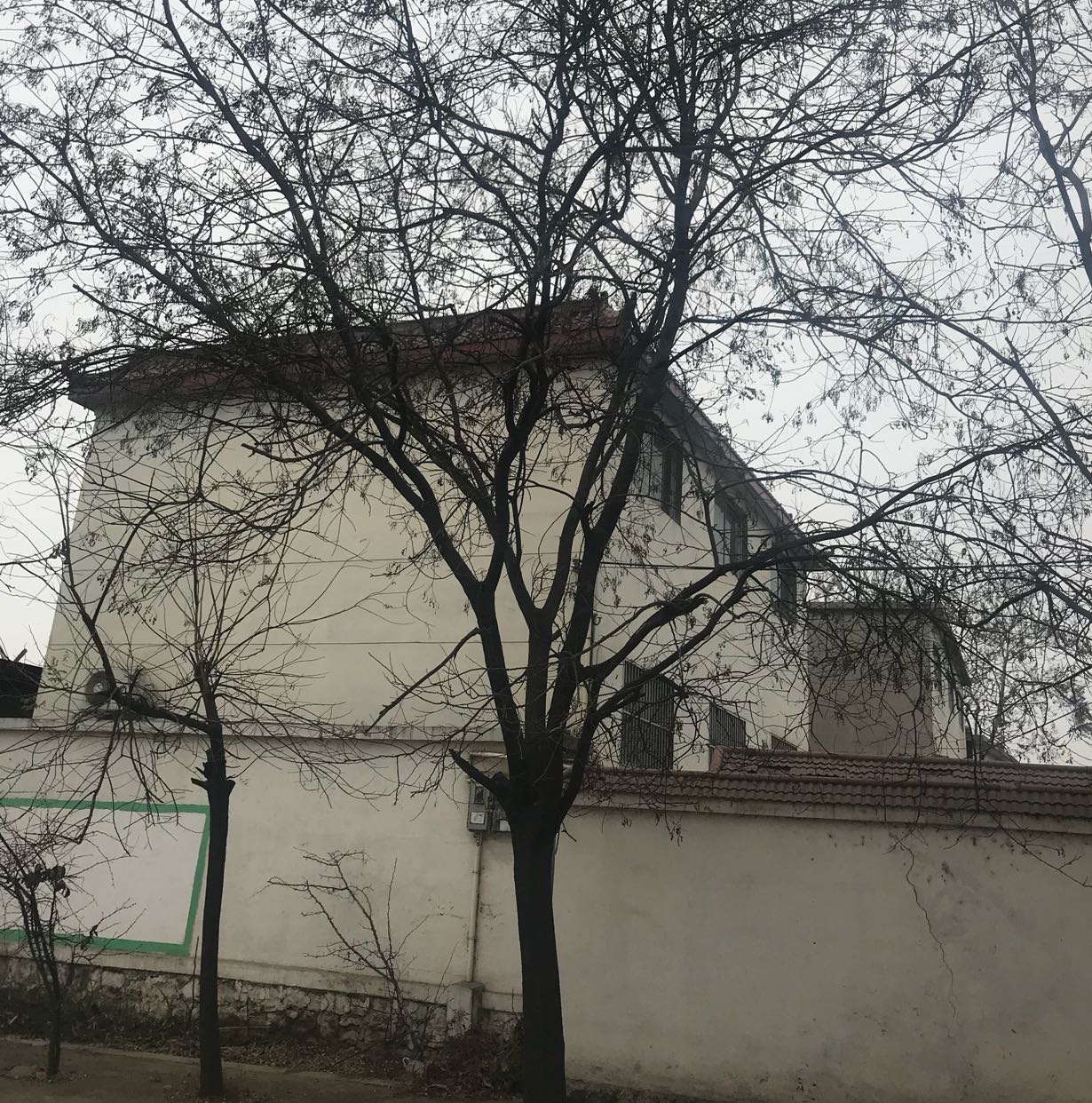国槐图片