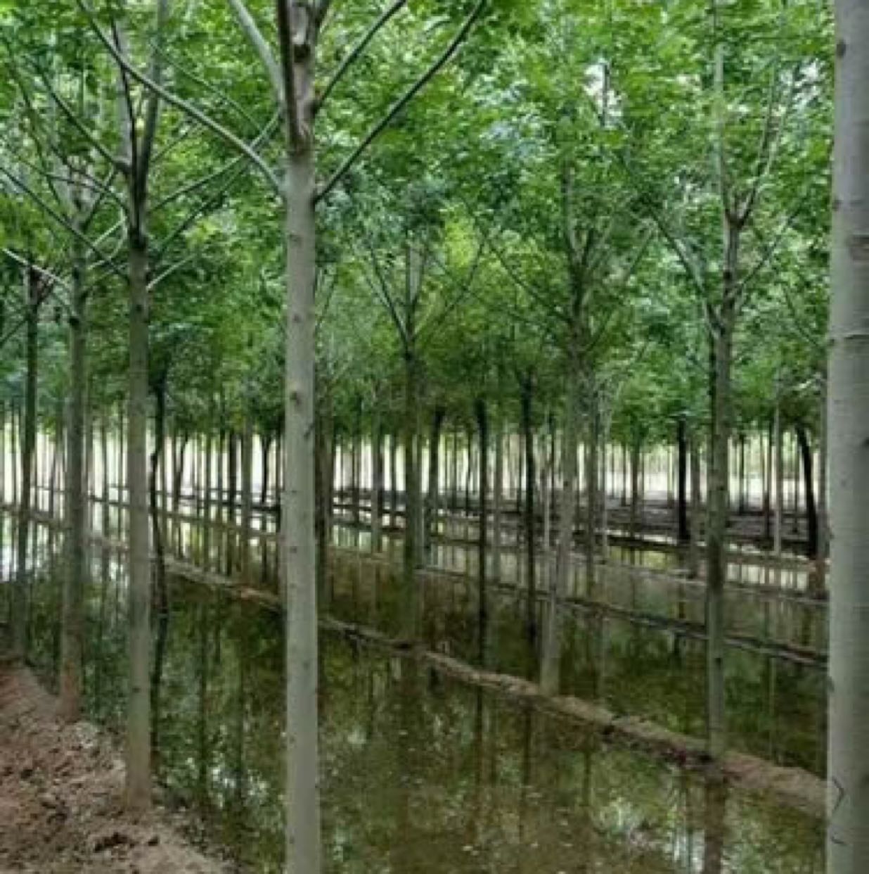 山东庆云一级白蜡树