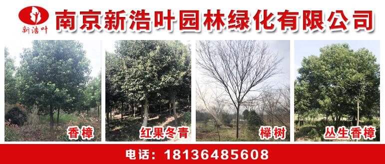 南京新枫泽绿化苗木种植基地
