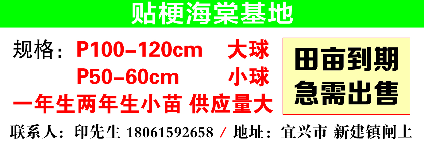 贴梗海棠苗木基地