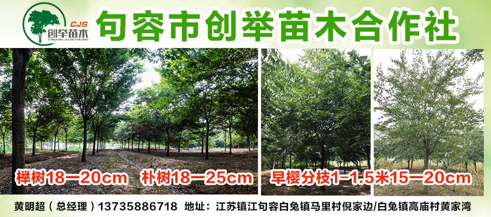 句容市创举苗木合作社