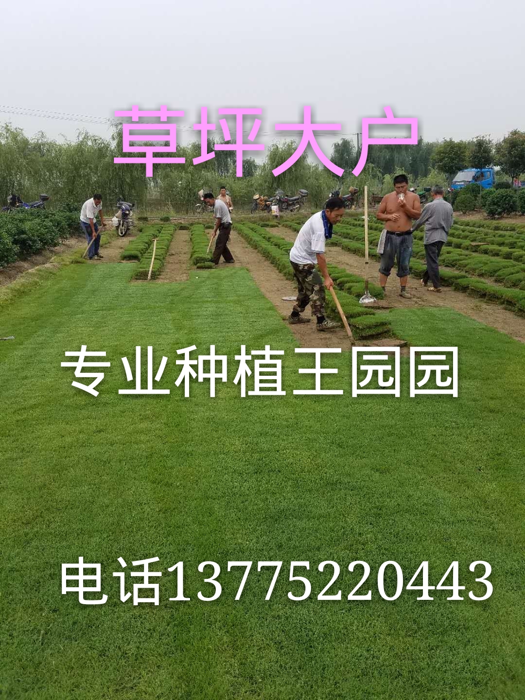 常州园园草坪种植基地图片