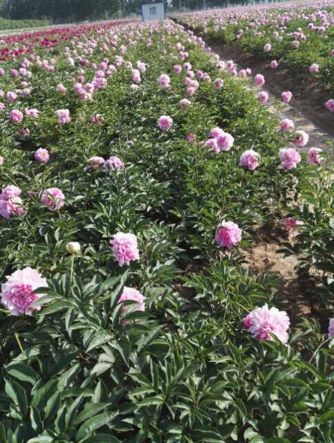 芍药图片