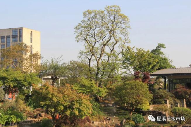 即将到来的初夏苗木养护攻略，请查收