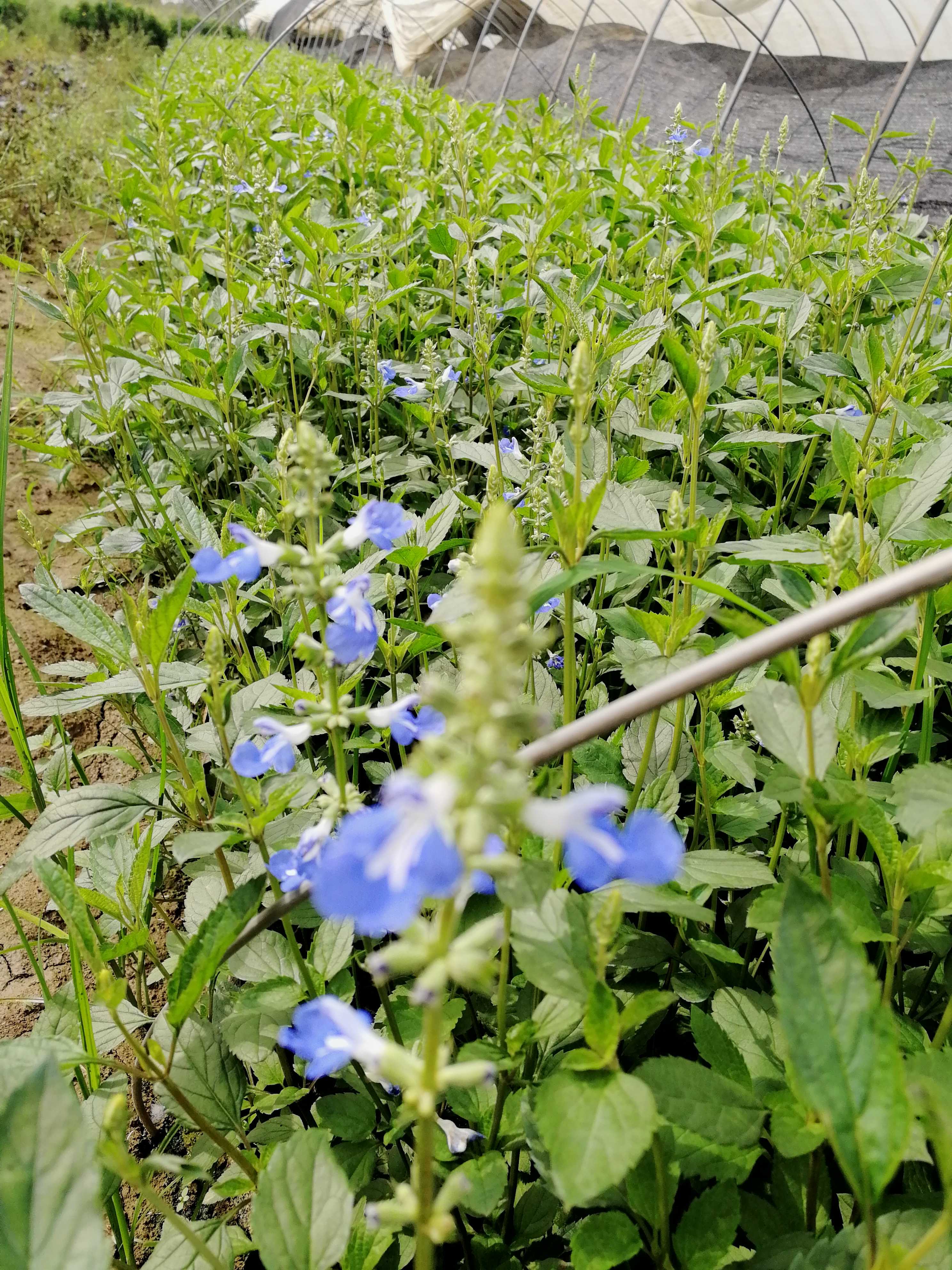 蓝花鼠尾草图片