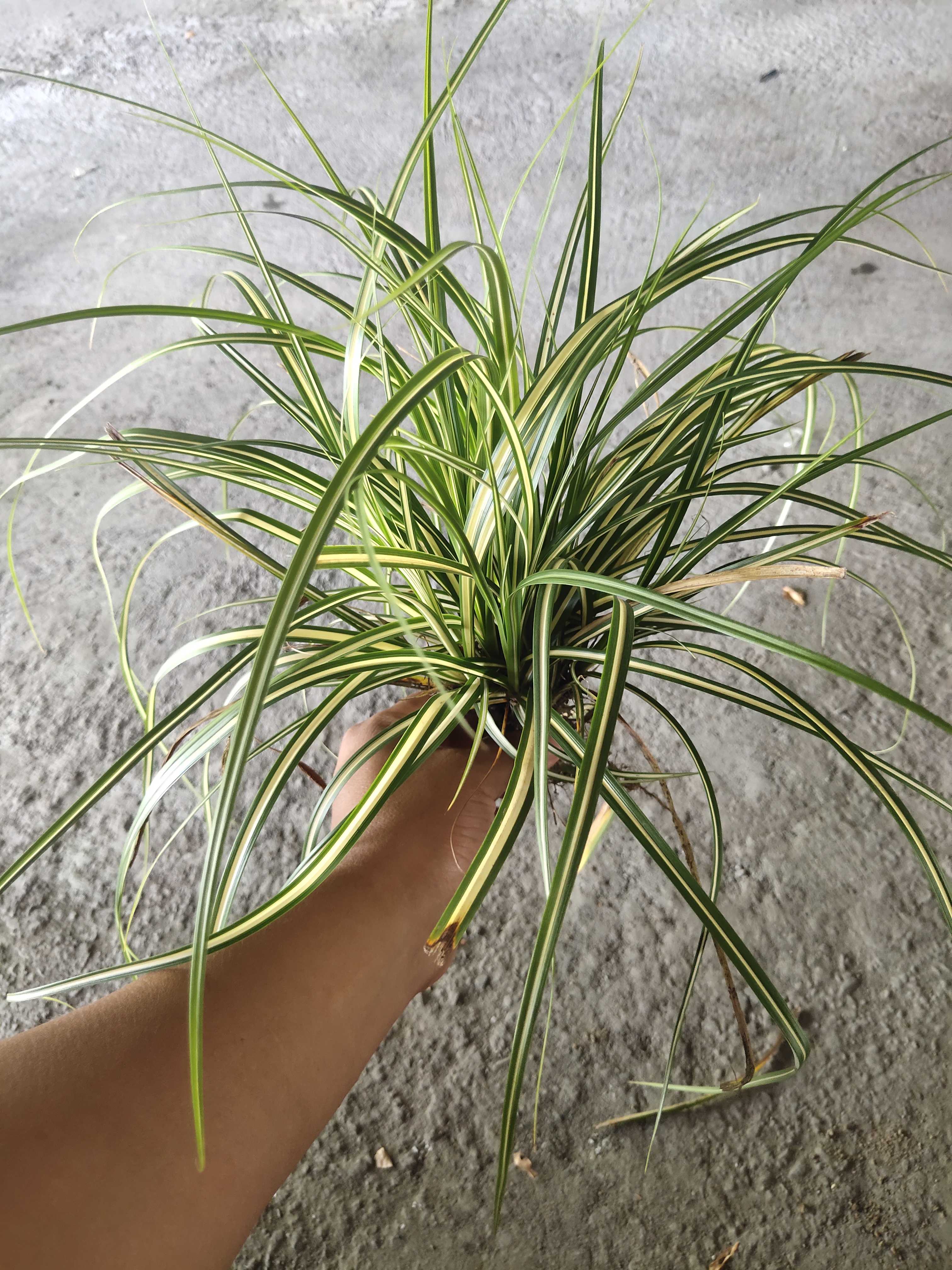 金叶苔草图片