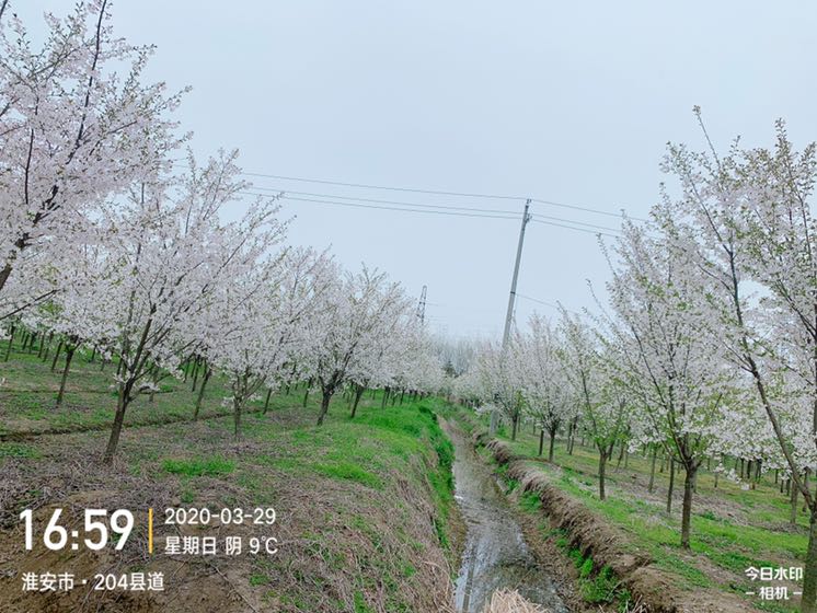 新昌绿洲苗木图片