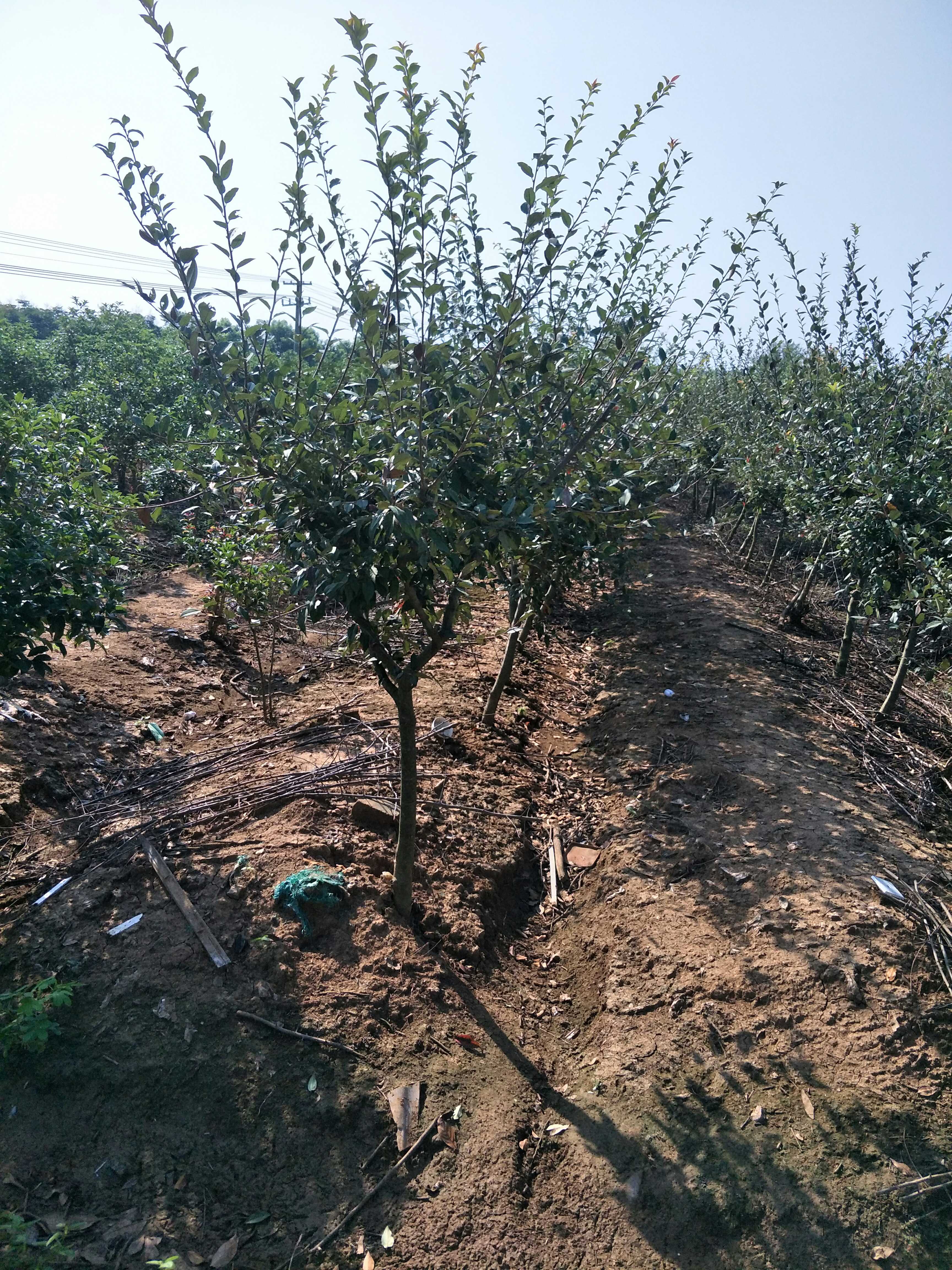 垂丝海棠图片