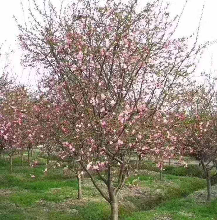垂丝海棠图片