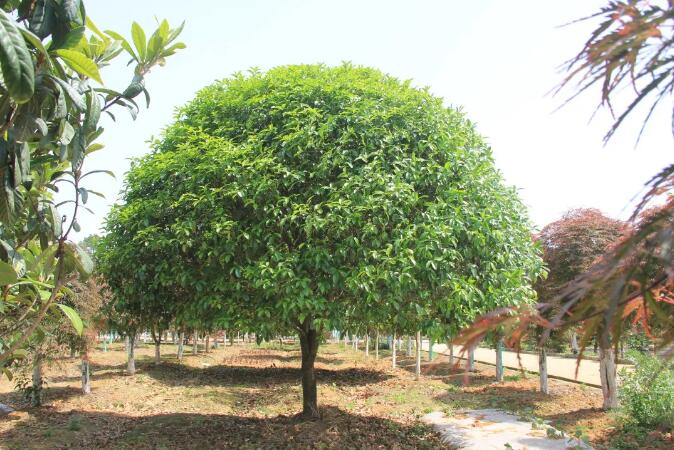 金秋时节，养这6种树，花儿飘香，果子满园