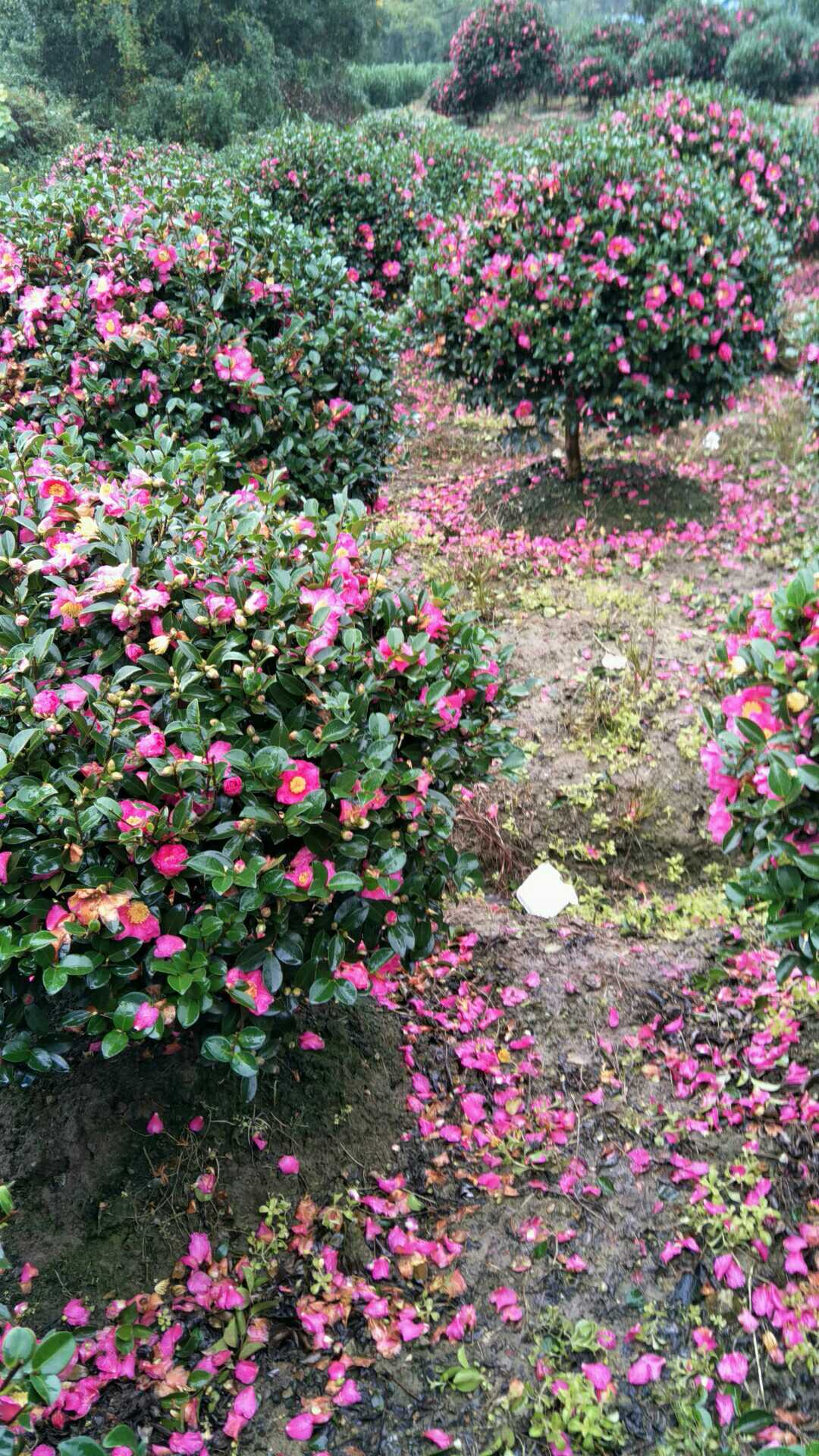 高茶梅图片