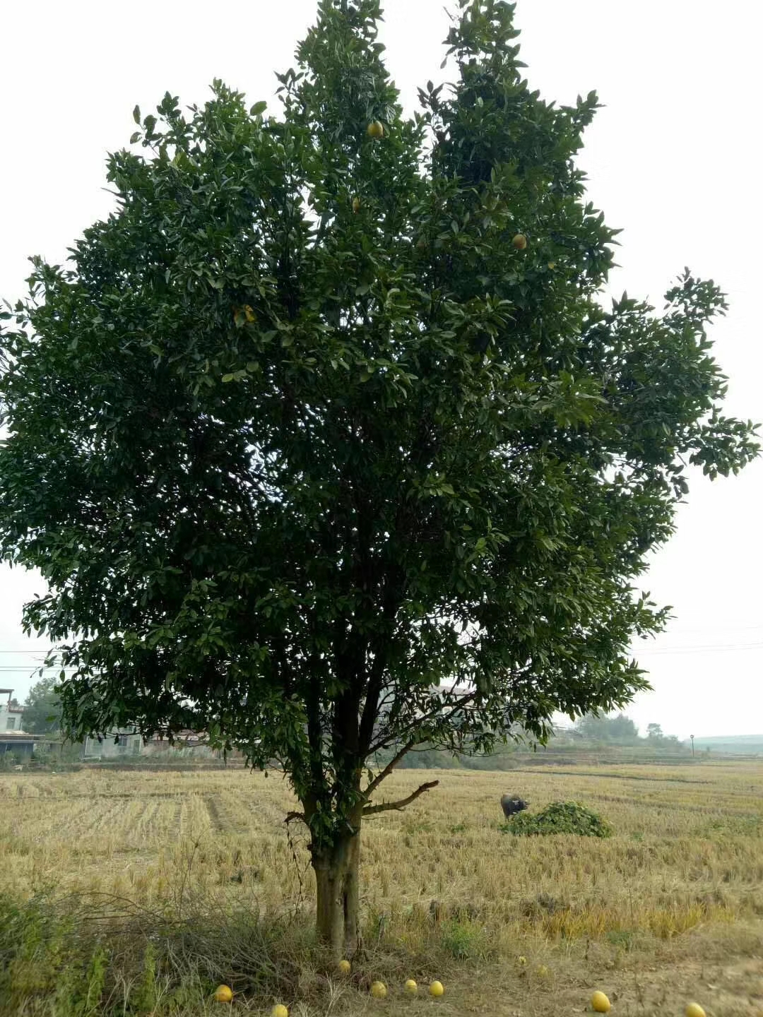 移植香泡图片