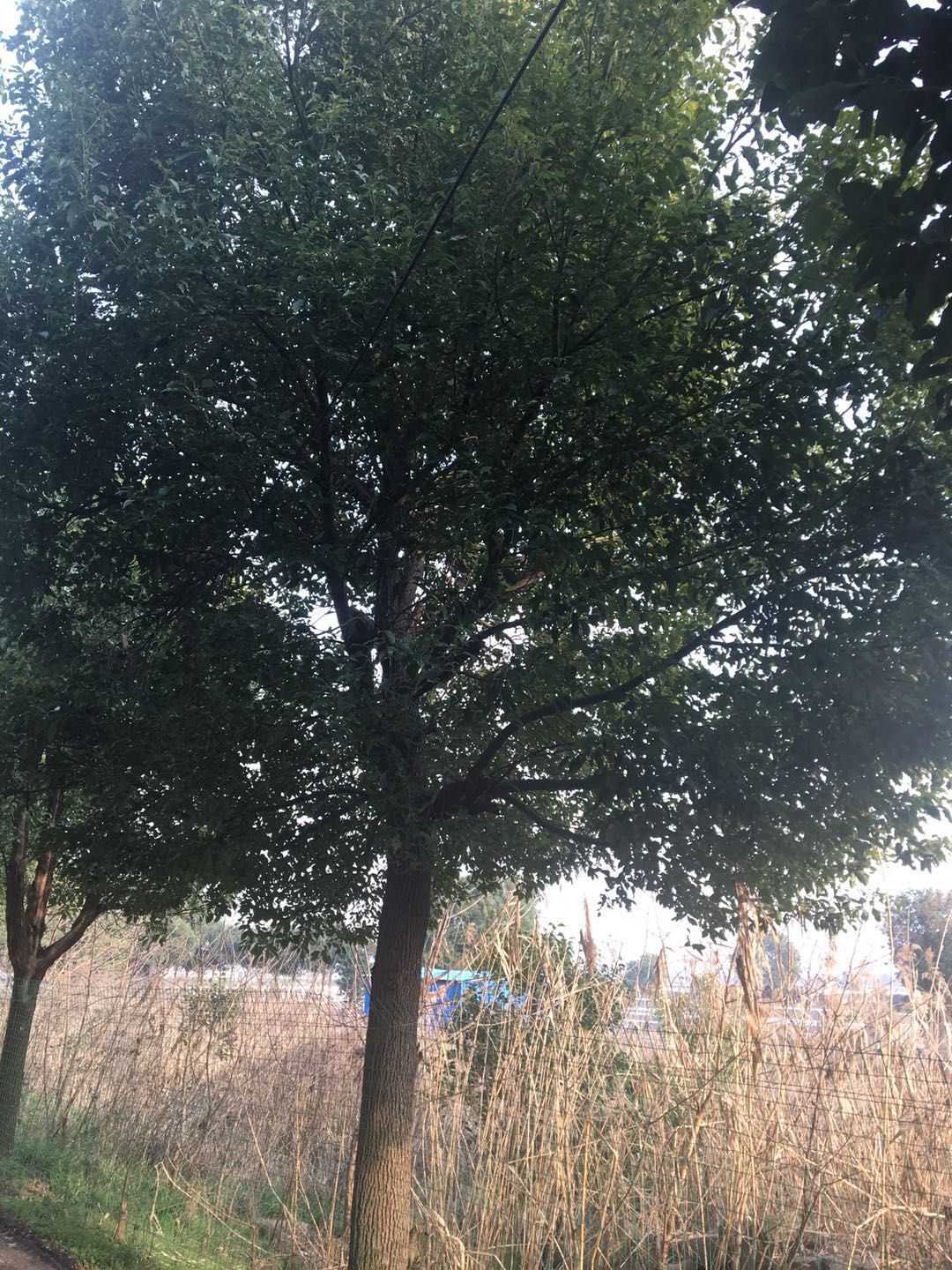 香樟图片