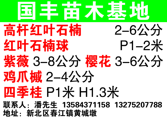 国丰苗木基地