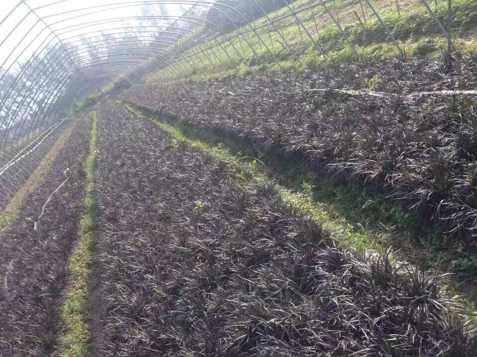 黑麦冬图片