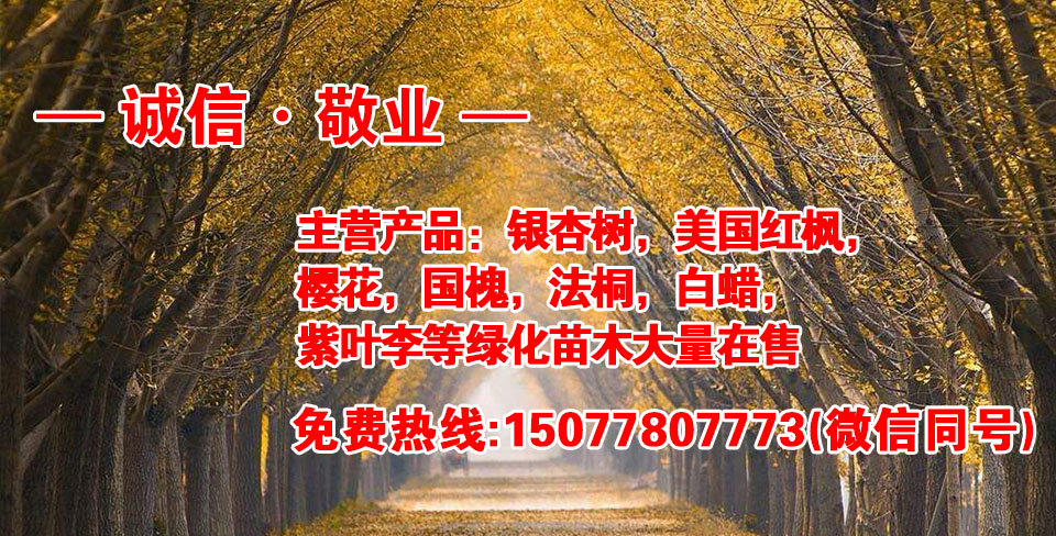 邳州市扬飞银杏红枫基地