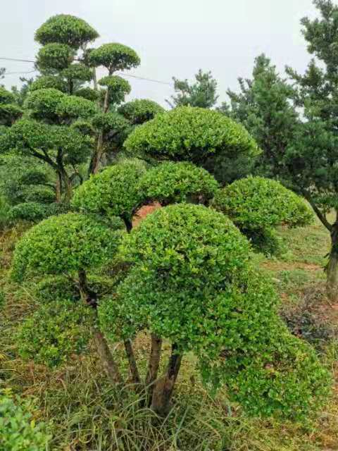 保林园艺