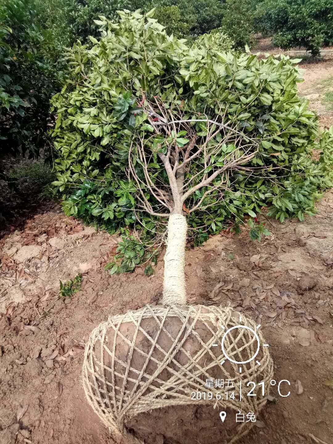 桂花图片
