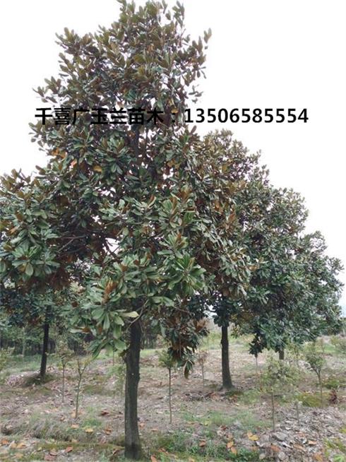 广玉兰图片