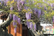 苗木种植——紫藤适合南方种植吗？培育有哪些要点？