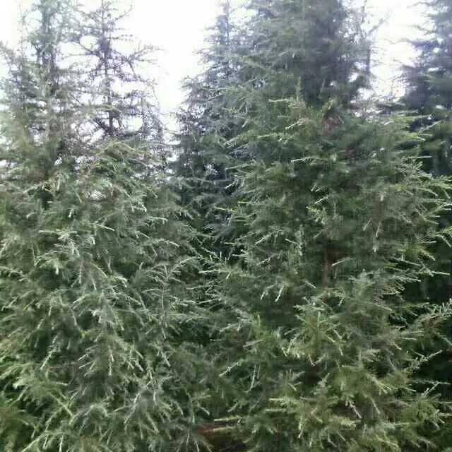 雪松图片