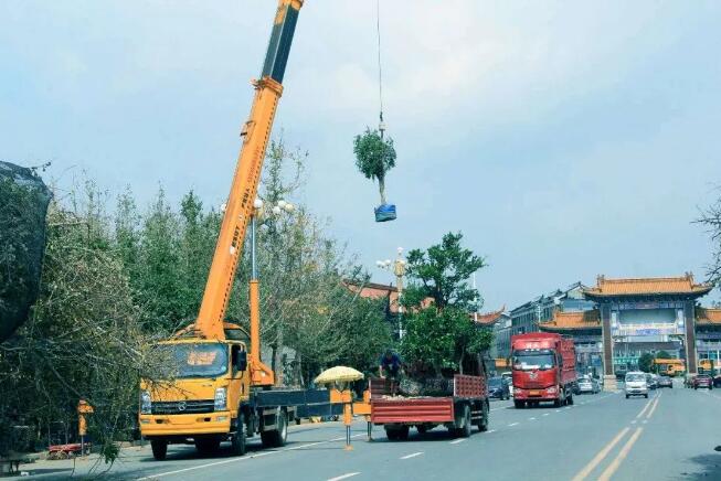 苗木市场品种繁多，