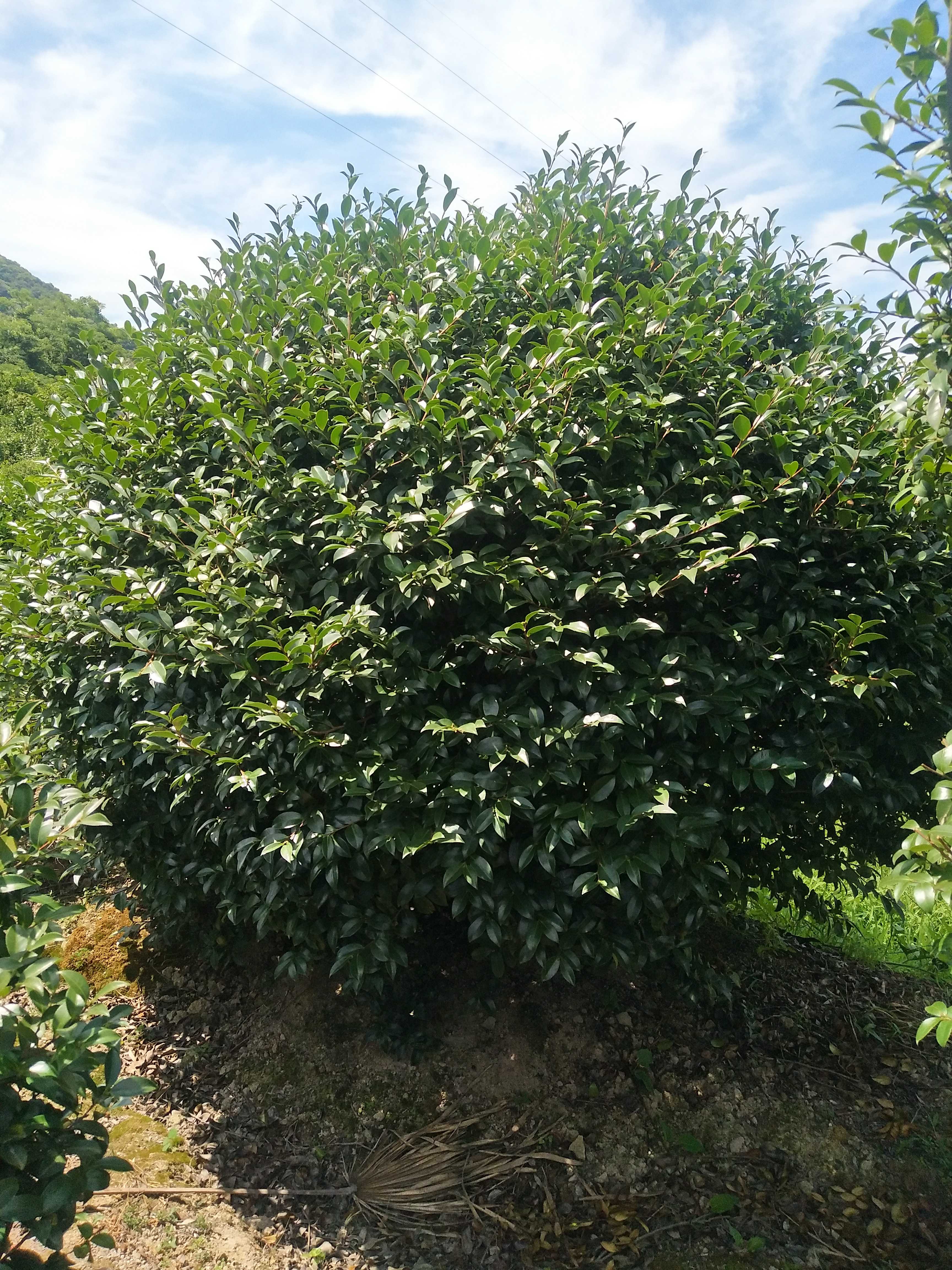茶梅图片