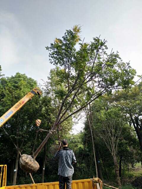 黄山栾树图片