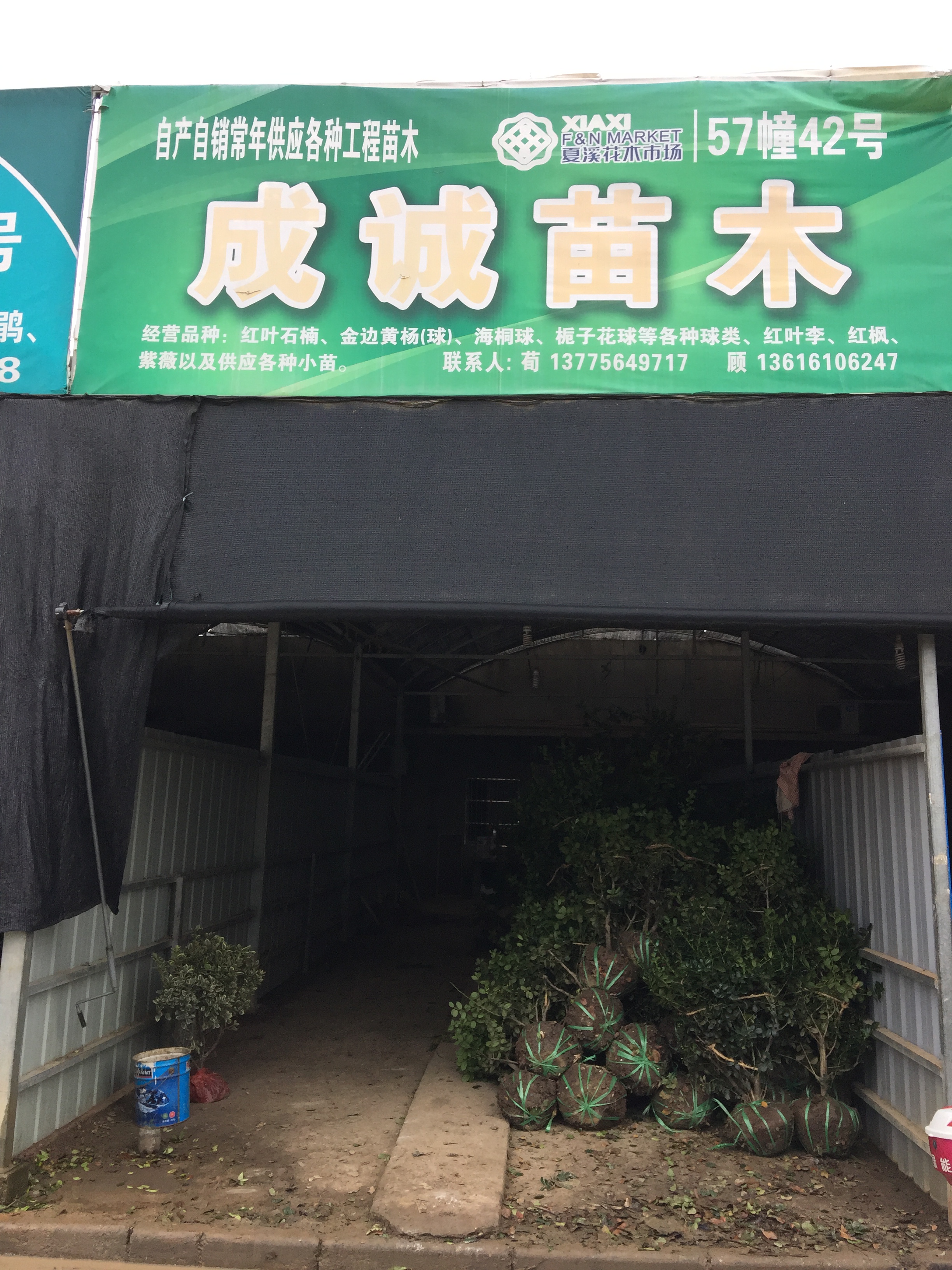 成诚苗木