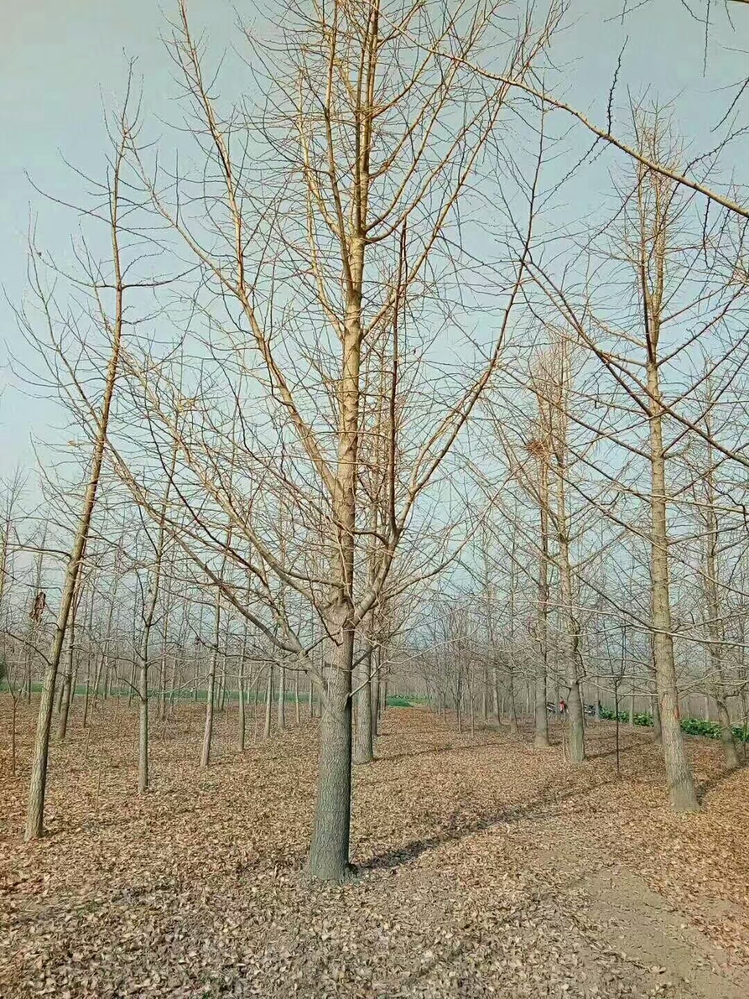 银杏图片