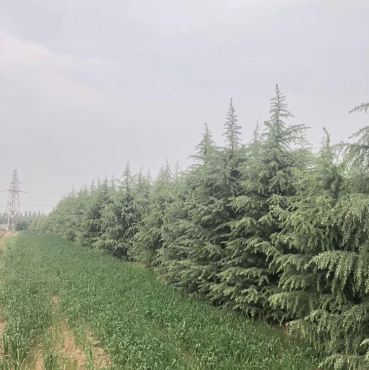 雪松图片