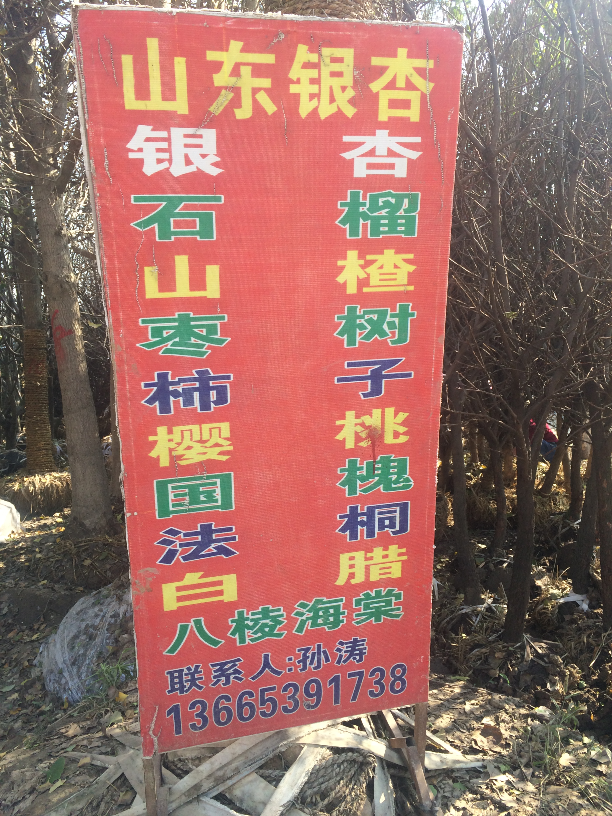 山东银杏